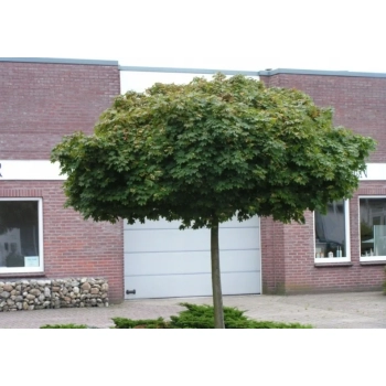KLON kulisty zielony szczepiony Globosum - sadzonki 200 / 220 cm